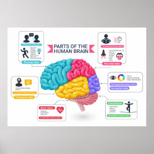 Human-Hirn-Diagramm Poster
