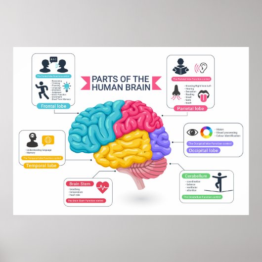 Human-Hirn-Diagramm Poster (Vorne)