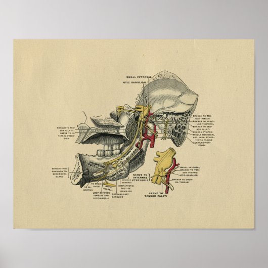 Human Jaw TMJ Anatomy 1902 Vintag Print Poster (Vorne)