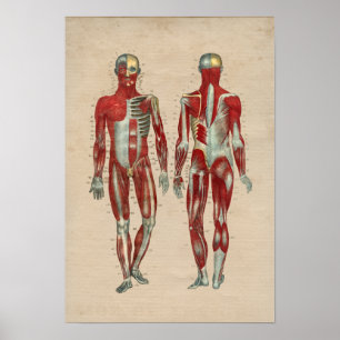 Human Muscle Anatomy 1841 Print Poster