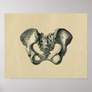 Human Pelvis Anatomy 1902 Vintag Print Poster