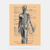 "Human Skeleton Diagramm" Acrylschild (Vorderseite)