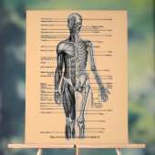 "Human Skeleton Diagramm" Acrylschild (Neutral)