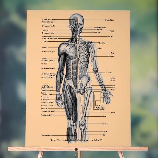"Human Skeleton Diagramm" Acrylschild (Neutral)