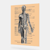 "Human Skeleton Diagramm" Acrylschild (Winkel)