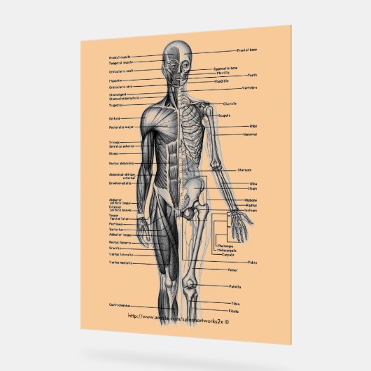 "Human Skeleton Diagramm" Acrylschild (Winkel)