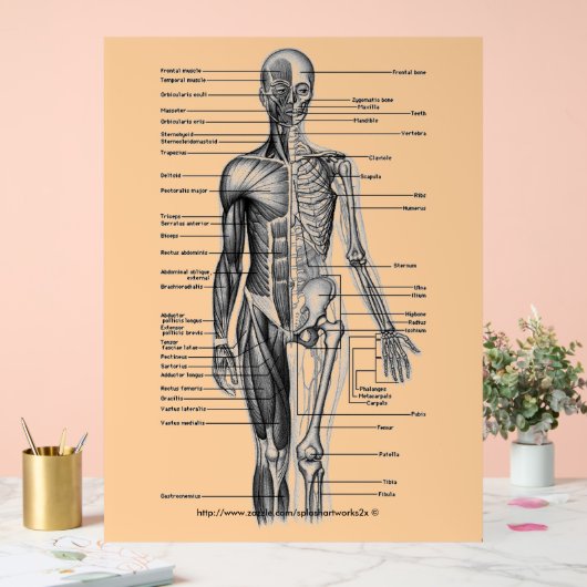 "Human Skeleton Diagramm" Acrylschild (Hochzeit)
