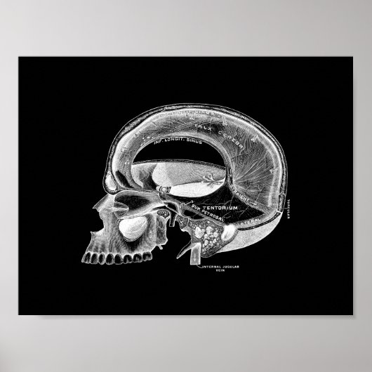 Human Skull Anatomy in Black and White Print Poster (Vorne)