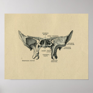 Human Sphenoid Anatomy 1902 Vintage Print Poster
