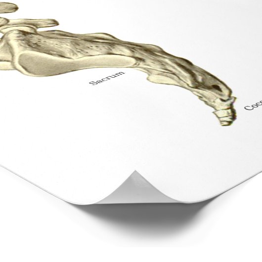 Human Spinal Muscle Anatomy Chart Poster (Ecke)