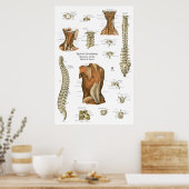 Human Spinal Muscle Anatomy Chart Poster (Küche)