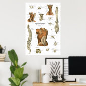 Human Spinal Muscle Anatomy Chart Poster (Heimbüro)