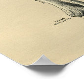 Human Tibia Anatomy 1902 Vintag Print Poster (Ecke)