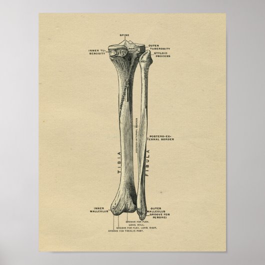 Human Tibia Anatomy 1902 Vintag Print Poster (Vorne)