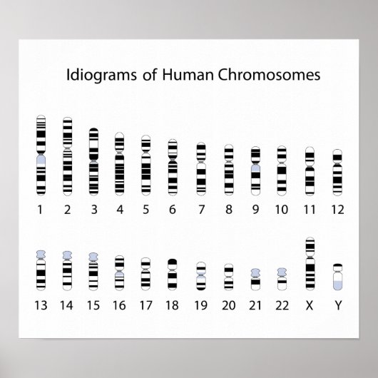 Humanes Chromosom-Idiogramm-Poster Poster (Vorne)