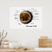 Humanzellenposter Poster (Küche)