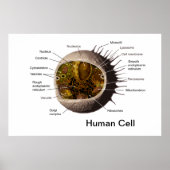 Humanzellenposter Poster (Vorne)