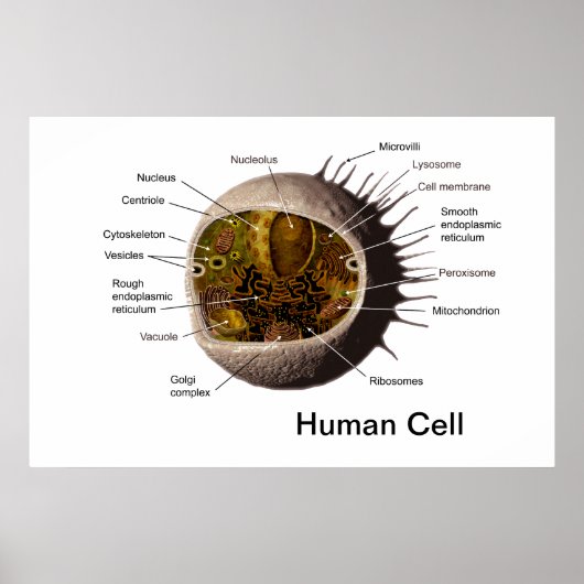 Humanzellenposter Poster (Vorne)