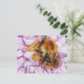 Humble Bee auf einer Michaelmas Daisy Postkarte (Stehend Vorderseite)