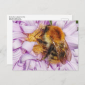 Humble Bee auf einer Michaelmas Daisy Postkarte (Vorne/Hinten)