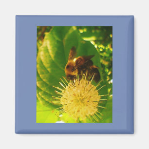 Humble Bee Nectar Magnet