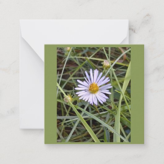 Humble daisy Foto Mitteilungskarte (Vorderseite)