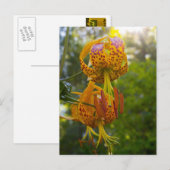 Humboldt Lilies Sunburst Postkarte (Vorne/Hinten)