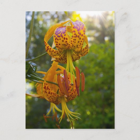 Humboldt Lilies Sunburst Postkarte (Vorderseite)