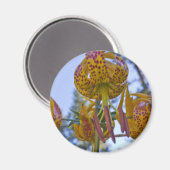 Humboldt Lily Magnet (Vorderseite/Rückseite)