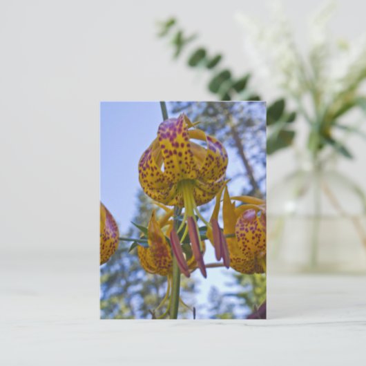 Humboldt Lily Postkarte (Stehend Vorderseite)