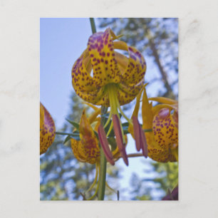 Humboldt Lily Postkarte