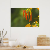 Humboldt Lily Stamens Poster (Küche)