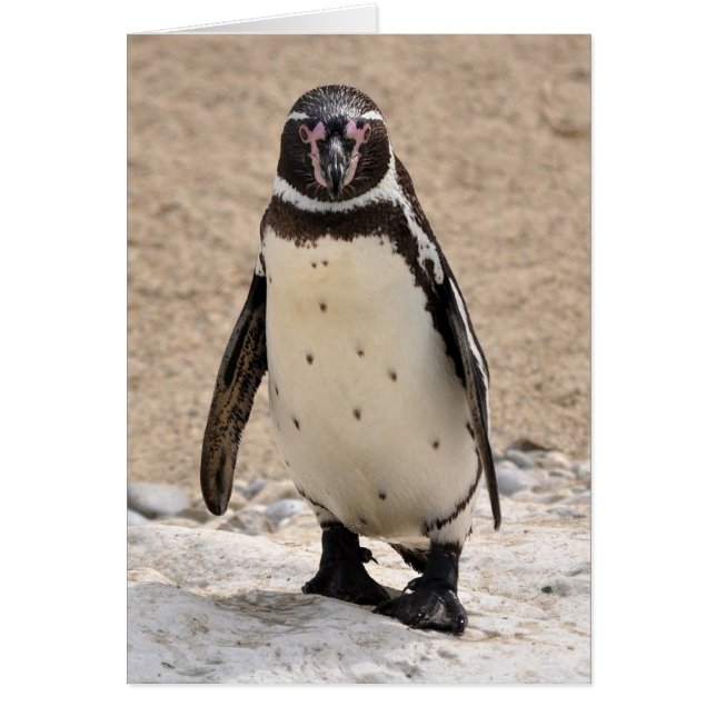 Humboldt Penguin (Vorne)