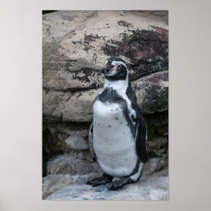Humboldt Penguin Poster