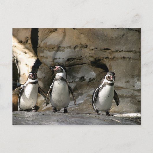 Humboldt Penguin Postkarte (Vorderseite)