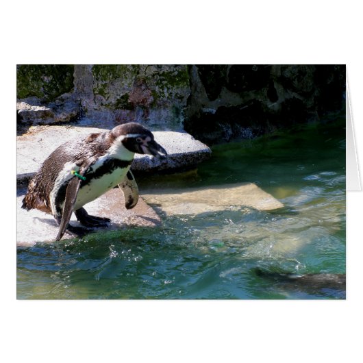 Humboldt-Pinguin (Vorderseite (Horizontal))