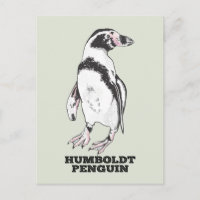 Humboldt-Pinguin