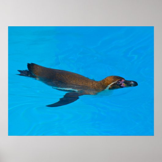 Humboldt-Pinguin schwimmen Poster (Vorne)