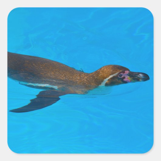 Humboldt-Pinguin schwimmen Quadratischer Aufkleber (Vorderseite)