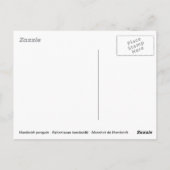 Humboldt-Pinguin unter Wasser Postkarte (Rückseite)