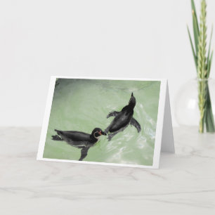 Humboldt-Pinguine Feiertagskarte