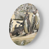 Humboldt-Pinguine, Uhr (Winkel)