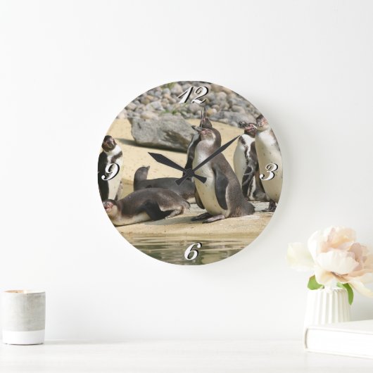 Humboldt-Pinguine, Uhr (Zuhause)