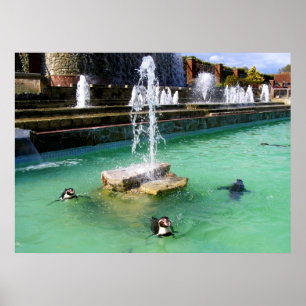 Humboldt-Pinguine und -Brunnen Poster