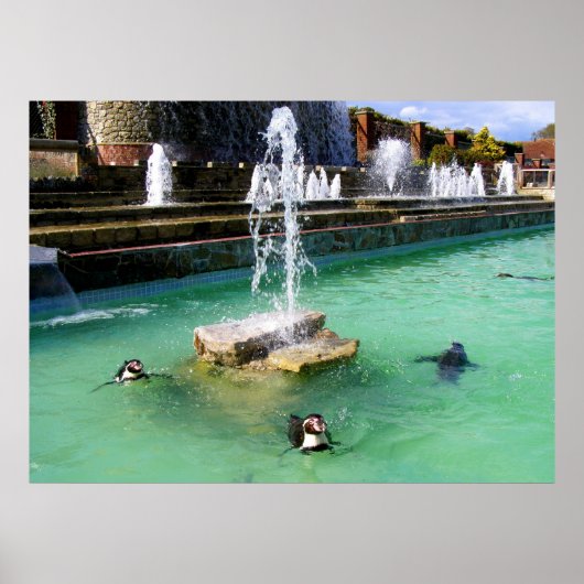 Humboldt-Pinguine und -Brunnen Poster (Vorne)