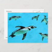 Humboldt-Pinguine unter Wasser Postkarte (Vorne/Hinten)