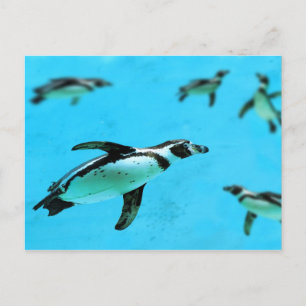 Humboldt-Pinguine unter Wasser Postkarte