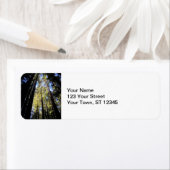 Humboldt Redwoods Staat Park (Insitu)