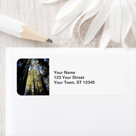 Humboldt Redwoods Staat Park (Insitu)