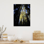 Humboldt Redwoods Staat Park Poster (Küche)